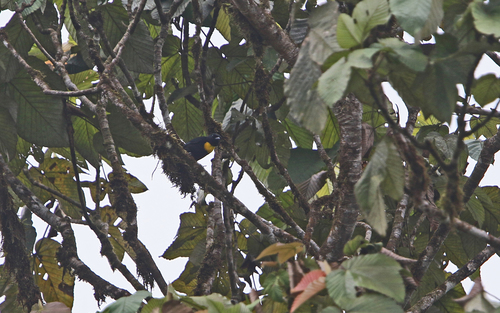 Golden-chested Tanager (Bangsia rothschildi), photo 9
