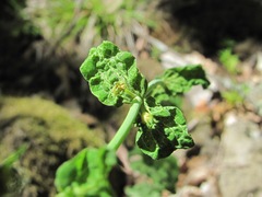 Hypericum montbretii