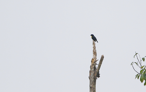 Golden-chested Tanager (Bangsia rothschildi), photo 2
