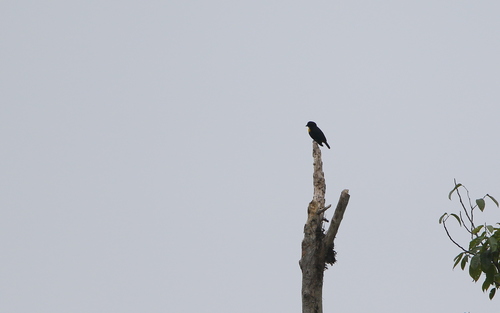 Golden-chested Tanager (Bangsia rothschildi), photo 3