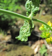 Hypericum montbretii