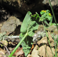 Hypericum montbretii