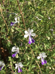 Trichostema arizonicum