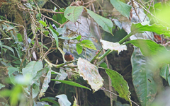 Microrhopias quixensis