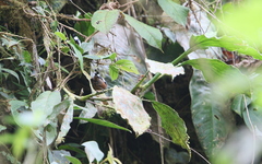 Microrhopias quixensis