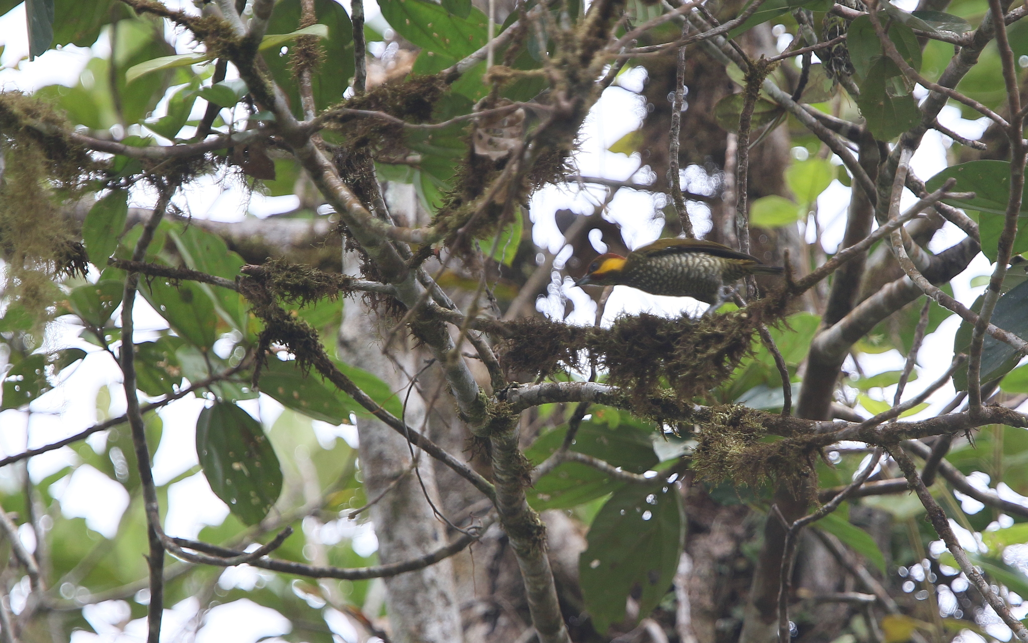 Lita Woodpecker (Piculus litae), photo 2