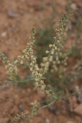 Caylusea hexagyna (Caylusea hexagyna)