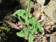 Hypericum montbretii