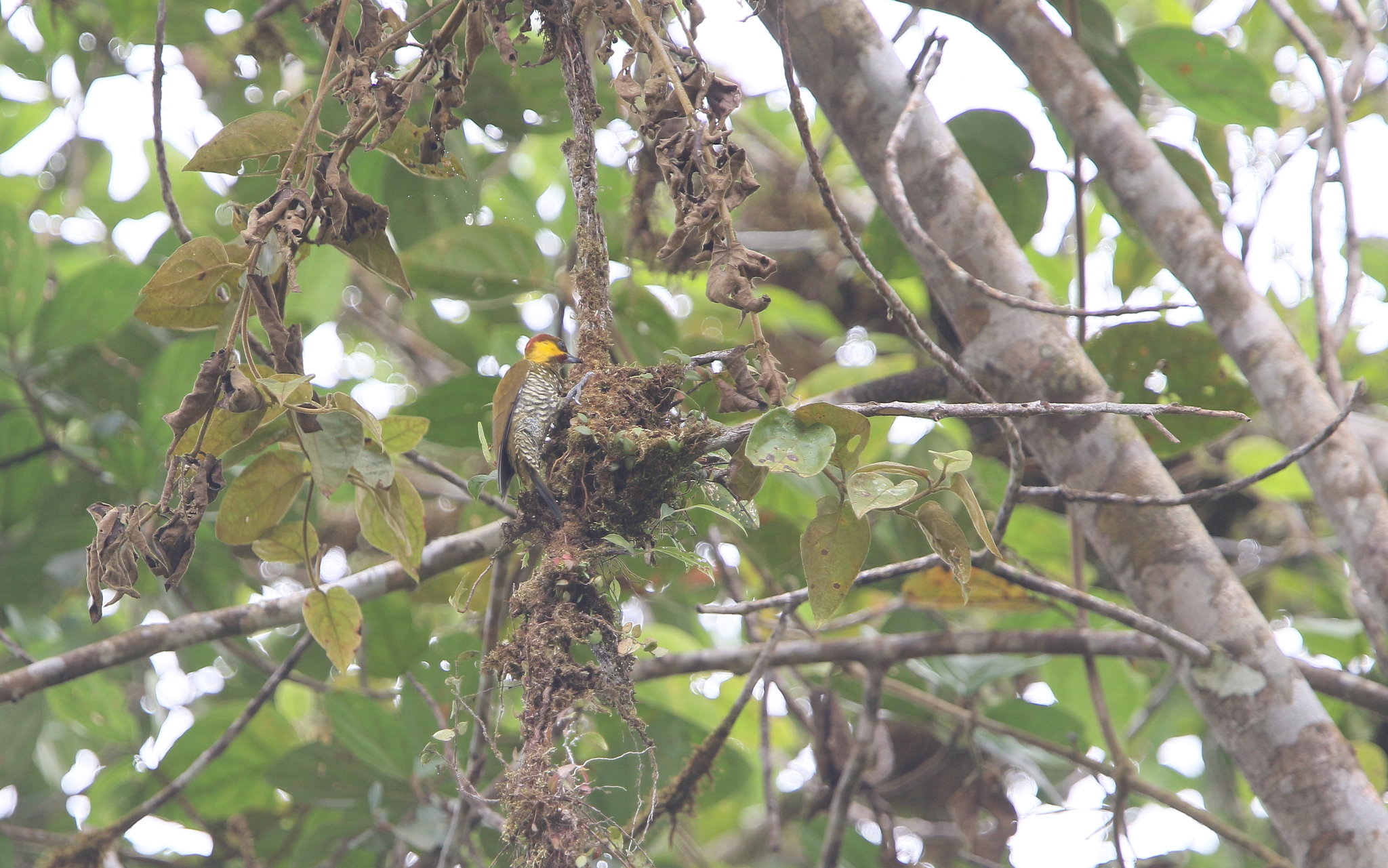 Lita Woodpecker (Piculus litae), photo 3