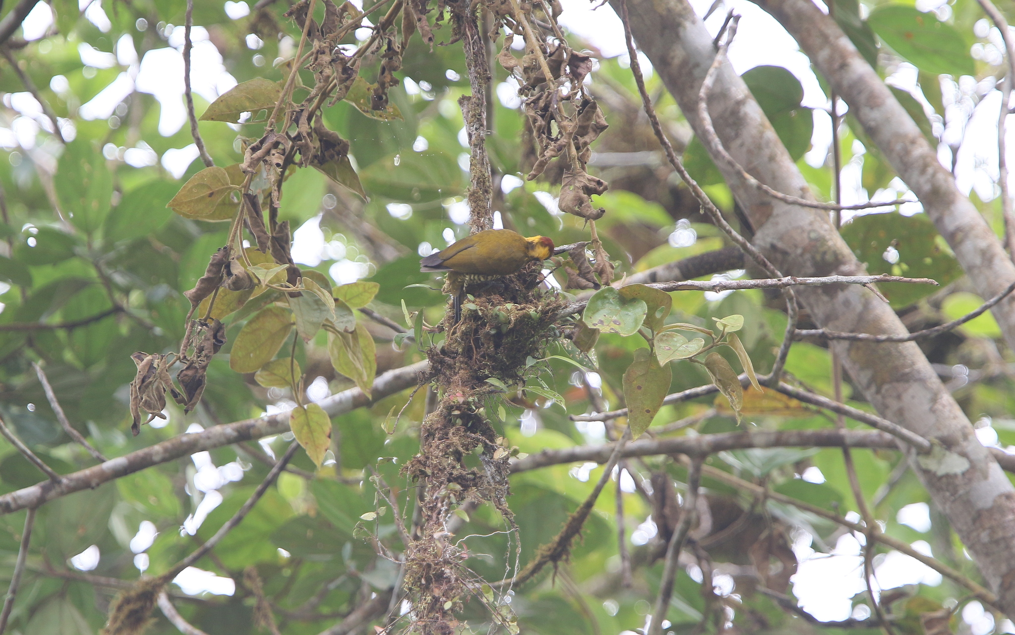 Lita Woodpecker (Piculus litae), photo 5