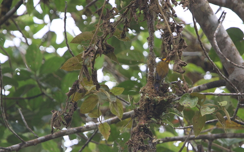 Lita Woodpecker (Piculus litae), photo 6