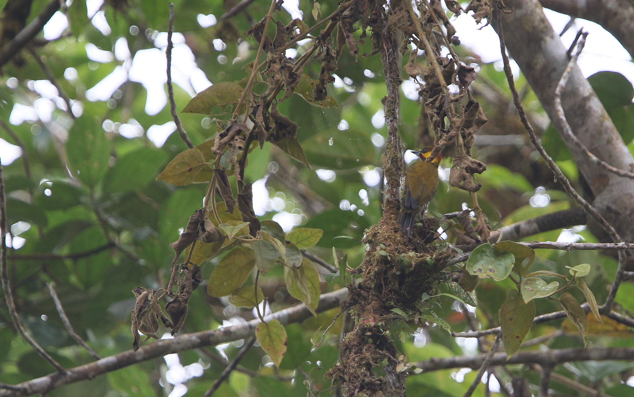 Lita Woodpecker (Piculus litae), photo 6