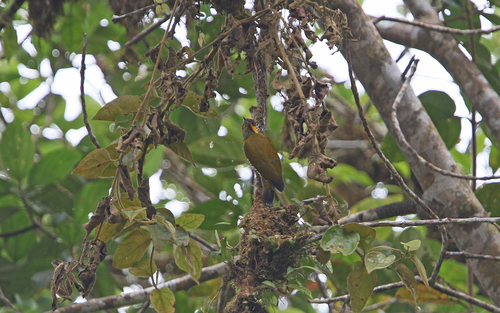 Lita Woodpecker (Piculus litae), photo 7