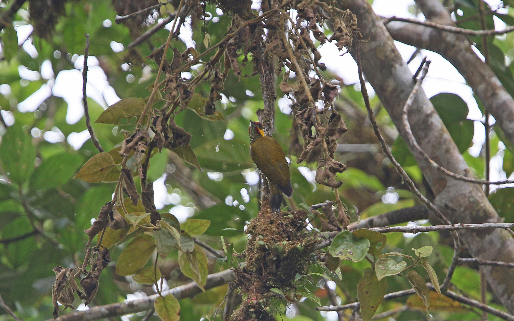 Lita Woodpecker (Piculus litae), photo 7