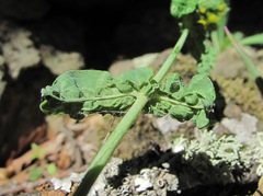 Hypericum montbretii