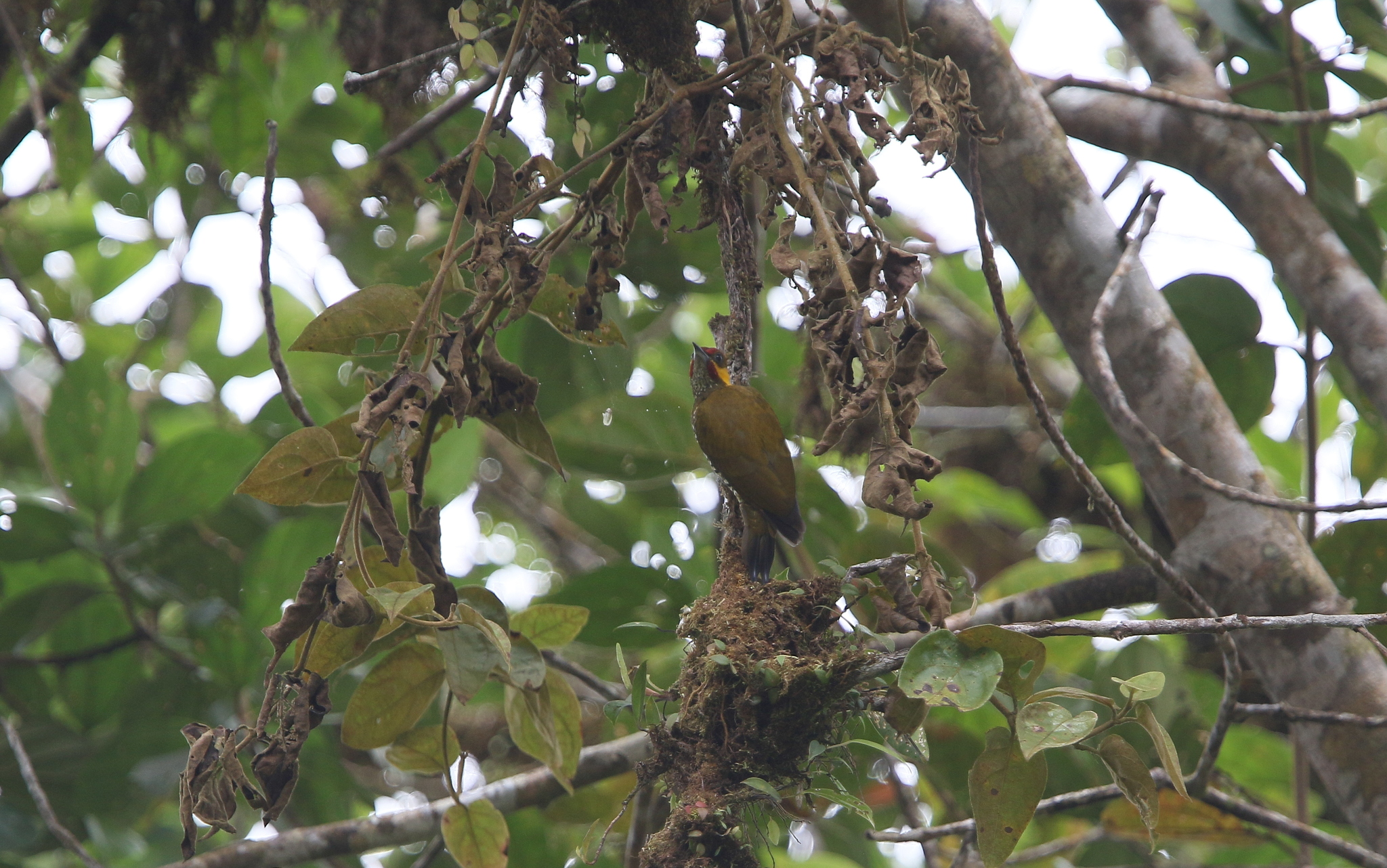 Lita Woodpecker (Piculus litae), photo 8