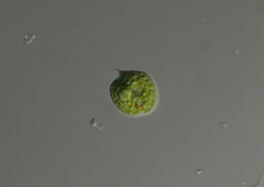 Phacus orbicularis