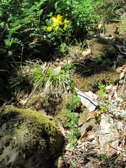 Hypericum montbretii