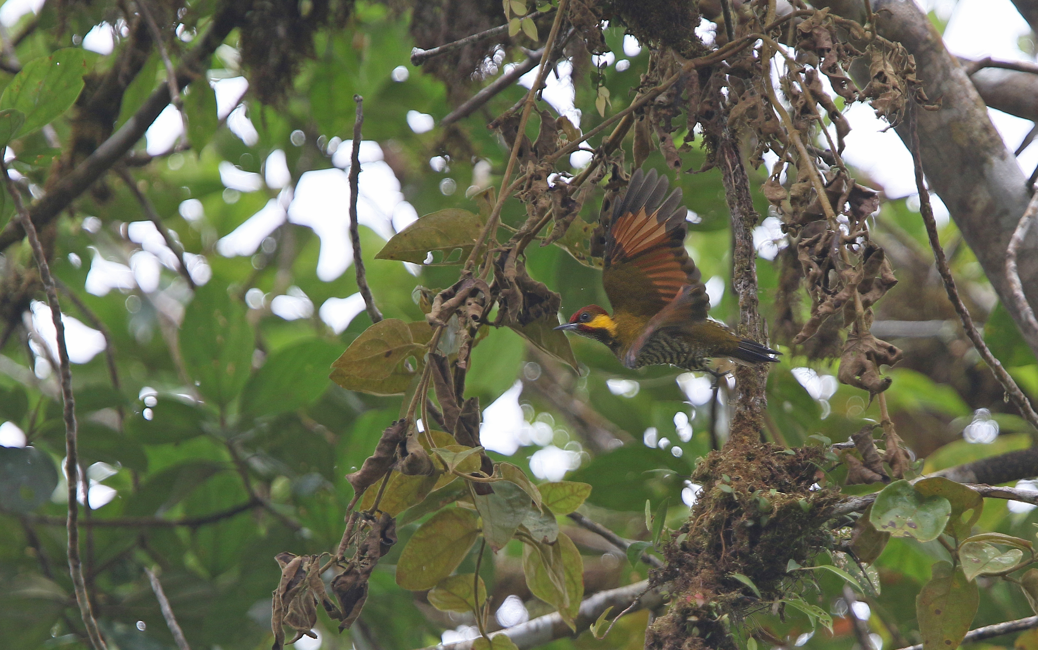 Lita Woodpecker (Piculus litae), photo 9