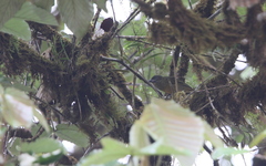 Chlorothraupis stolzmanni