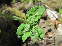 Hypericum montbretii