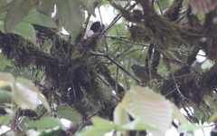 Chlorothraupis stolzmanni