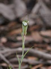 Pterostylis striata