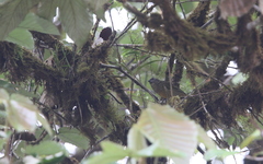 Chlorothraupis stolzmanni