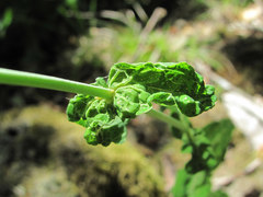 Hypericum montbretii
