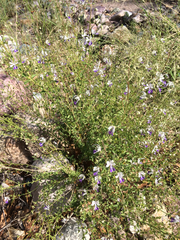 Trichostema arizonicum