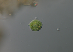 Phacus orbicularis
