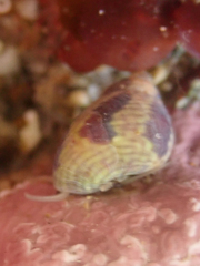 Eulithidium
