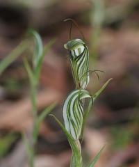 Pterostylis striata