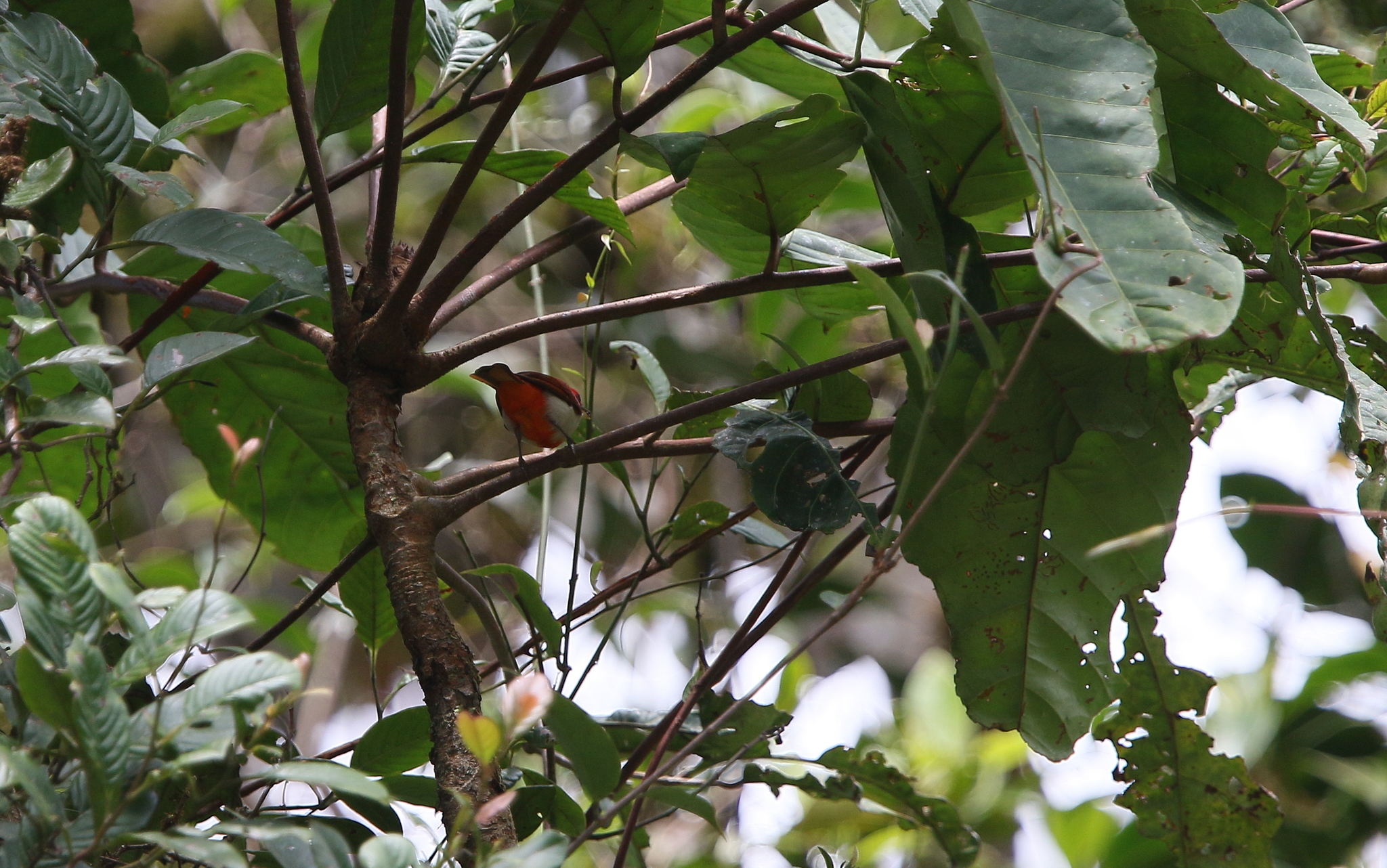 Scarlet-and-white Tanager (Chrysothlypis salmoni), photo 5