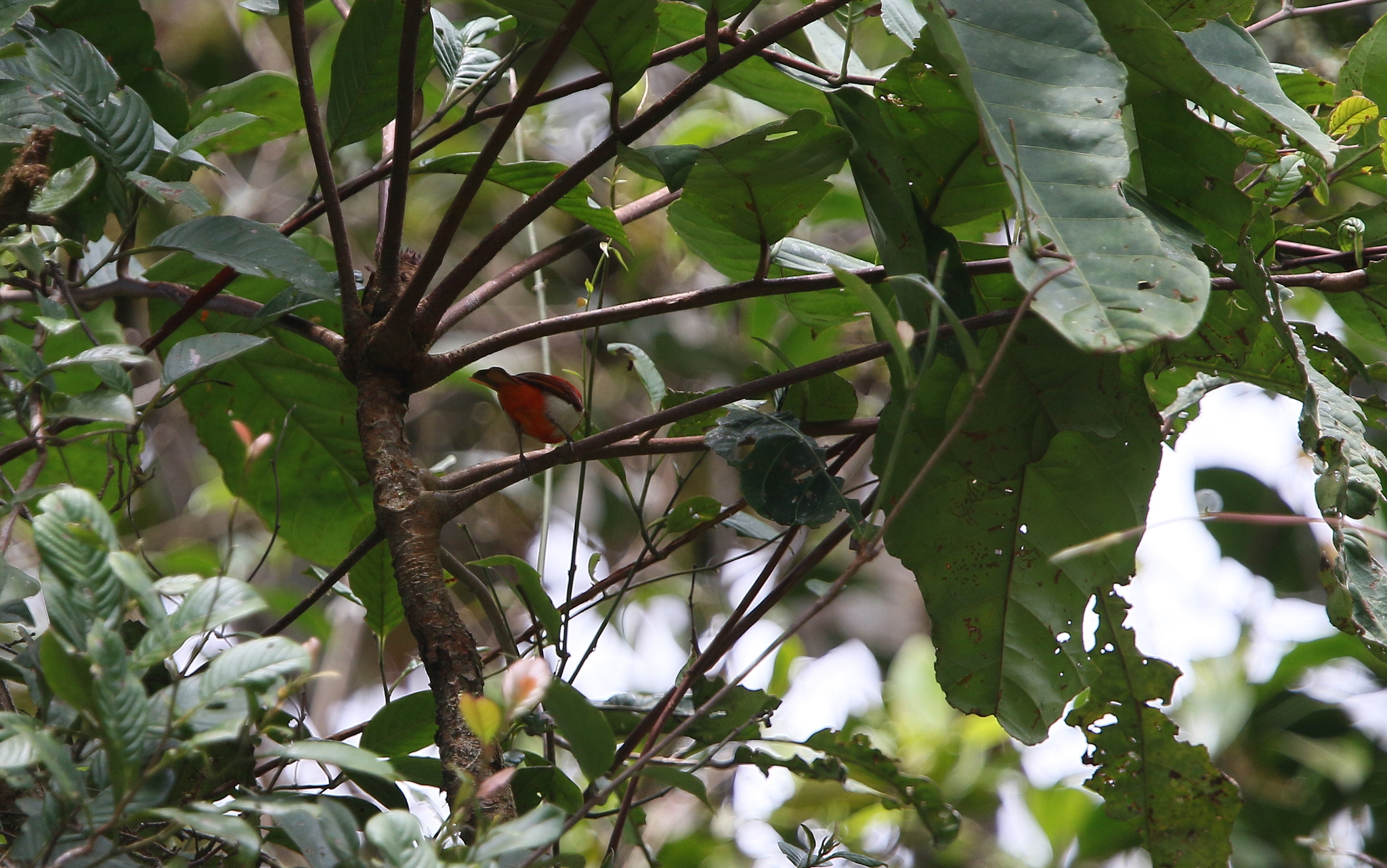 Scarlet-and-white Tanager (Chrysothlypis salmoni), photo 6