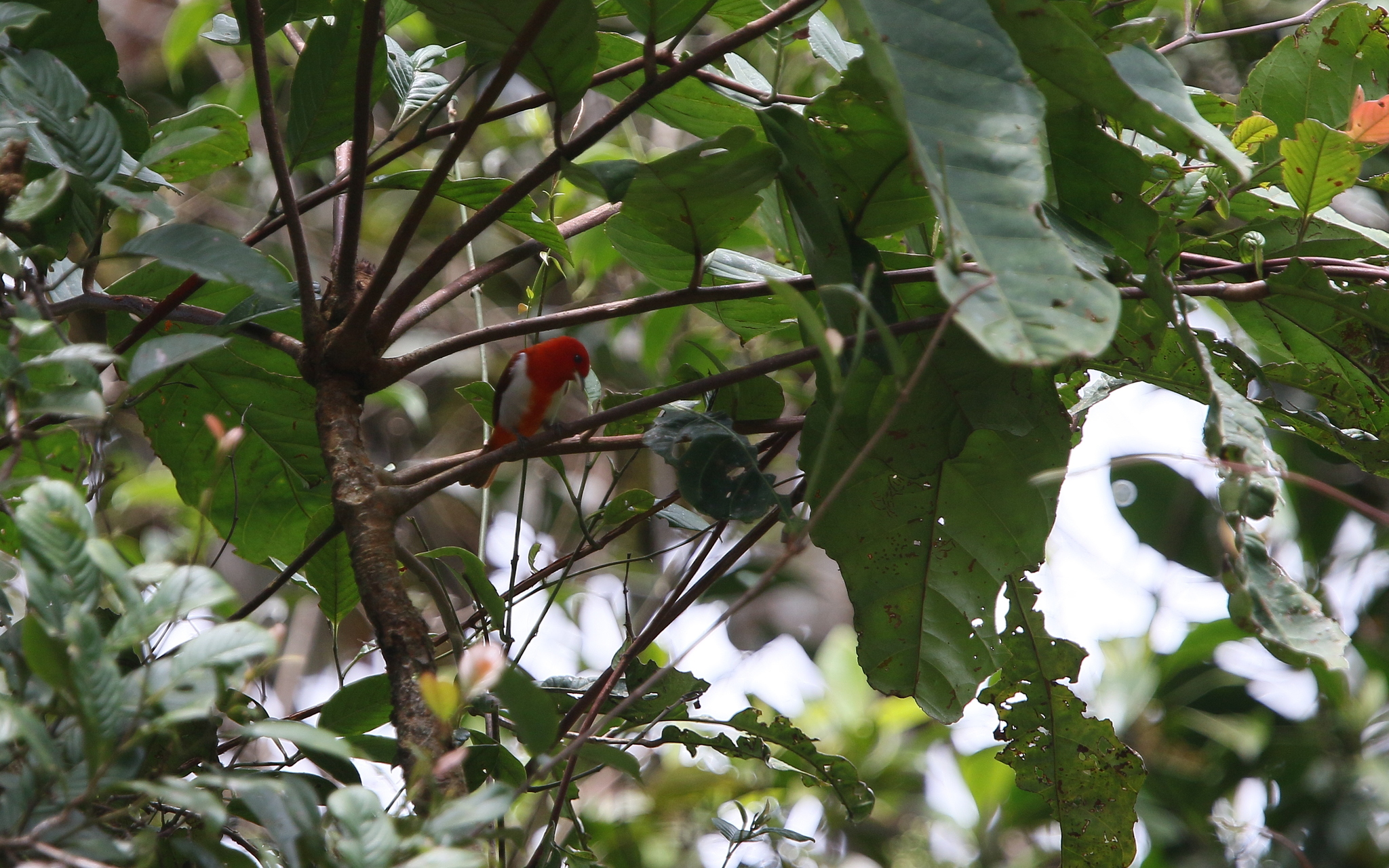 Scarlet-and-white Tanager (Chrysothlypis salmoni), photo 9