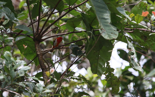 Scarlet-and-white Tanager (Chrysothlypis salmoni), photo 10