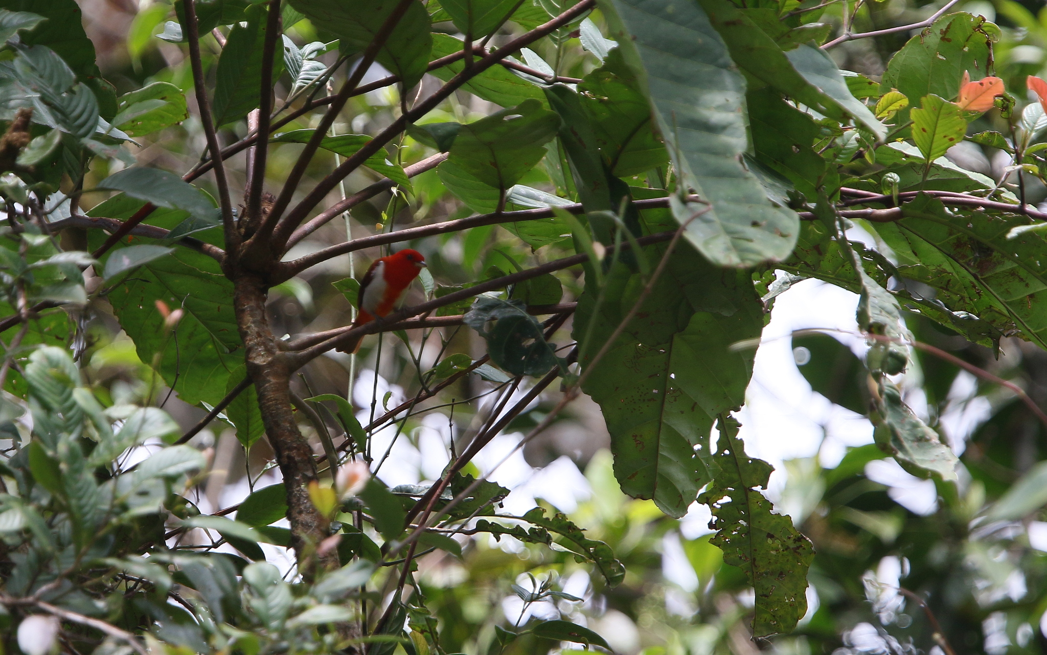 Scarlet-and-white Tanager (Chrysothlypis salmoni), photo 10