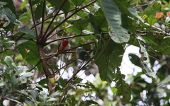 Chrysothlypis salmoni