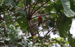 Chrysothlypis salmoni