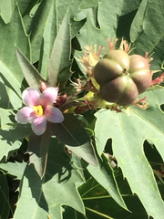Jatropha macrorhiza