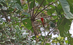 Chrysothlypis salmoni