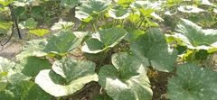 Cucurbita maxima maxima