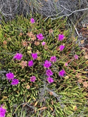Carpobrotus muirii
