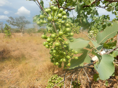 Corymbia grandifolia