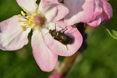 Astylus cyanerythrus