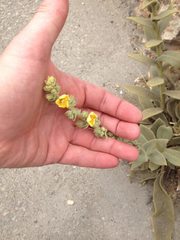 Verbascum sinaiticum