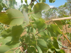 Corymbia grandifolia