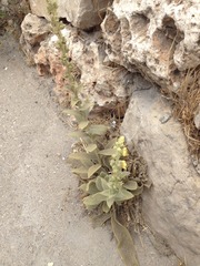 Verbascum sinaiticum