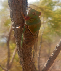 Macrotristria intersecta